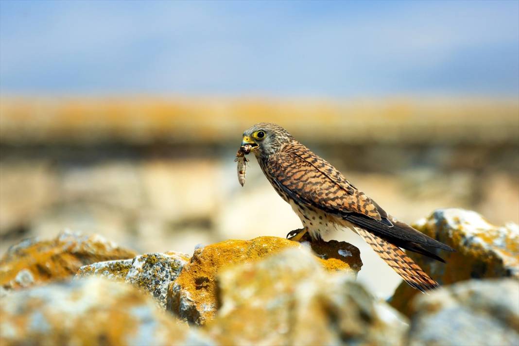 Konya’nın yırtıcı savaşçıları iş başında! Çiftçilerin doğal müttefiki 2